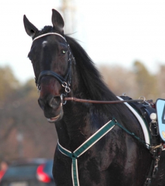 Orecchietti 160217-6